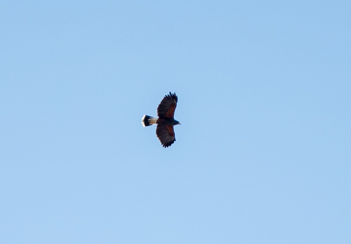 Harris's Hawk - ML645918505