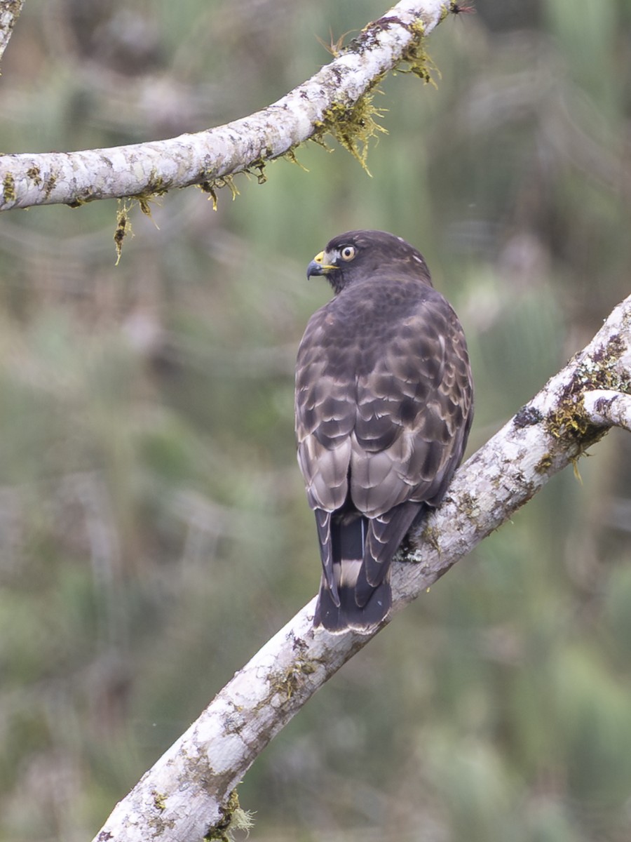 káně širokokřídlá - ML645918516