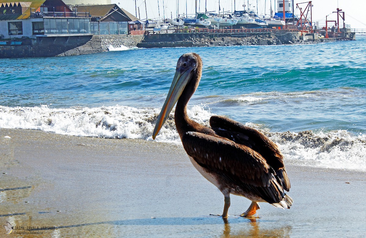 Peruvian Pelican - ML645918517