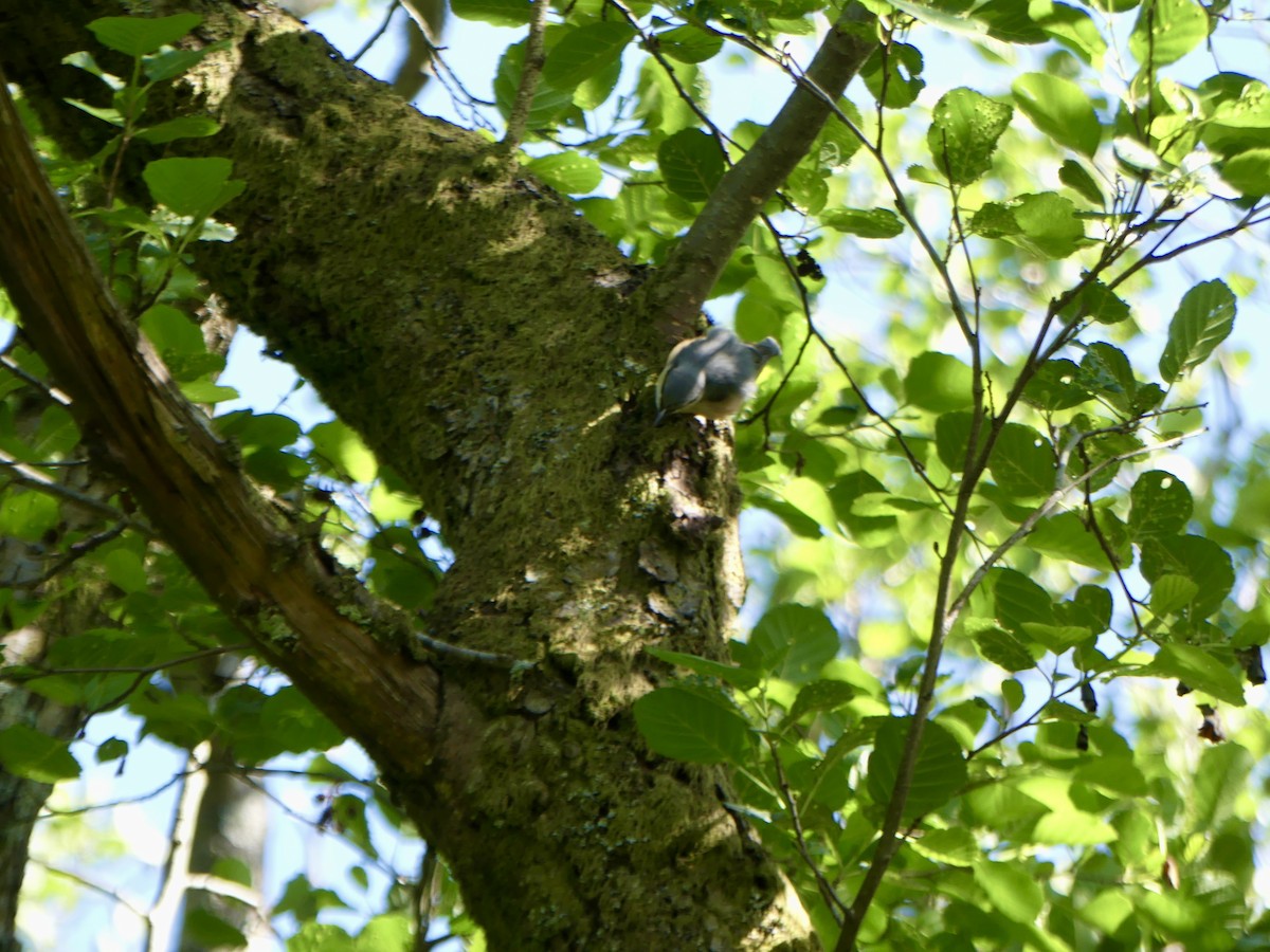 Garrapo eurasiarra - ML645918519