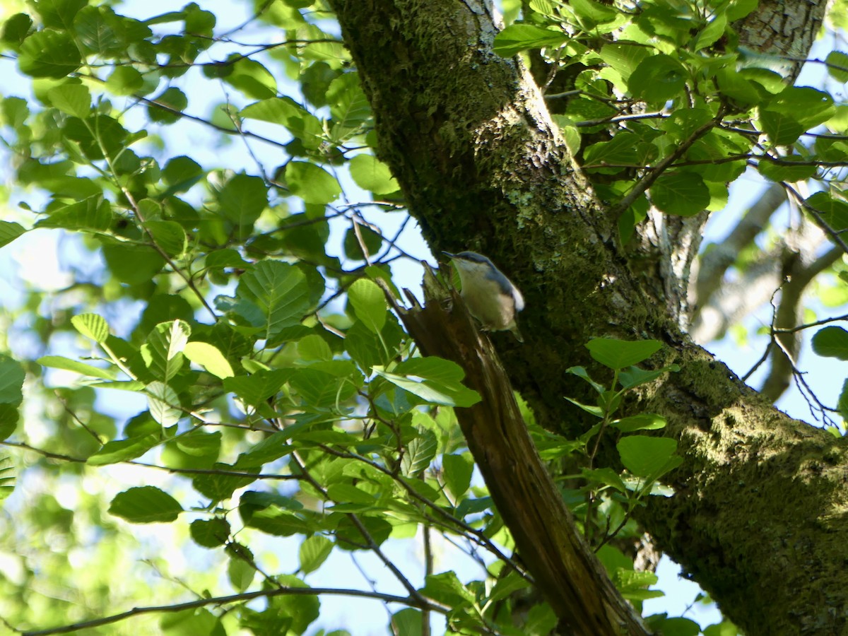 Garrapo eurasiarra - ML645918520