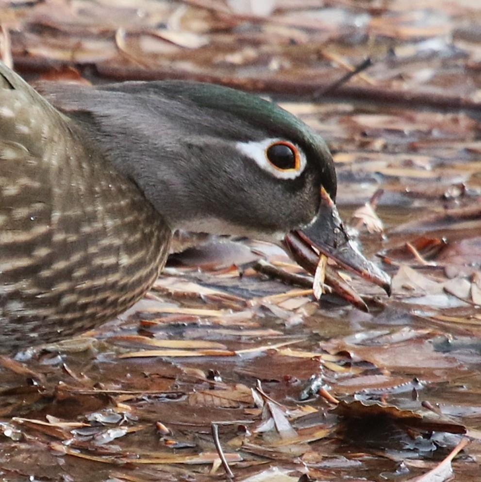 Wood Duck - ML645918522