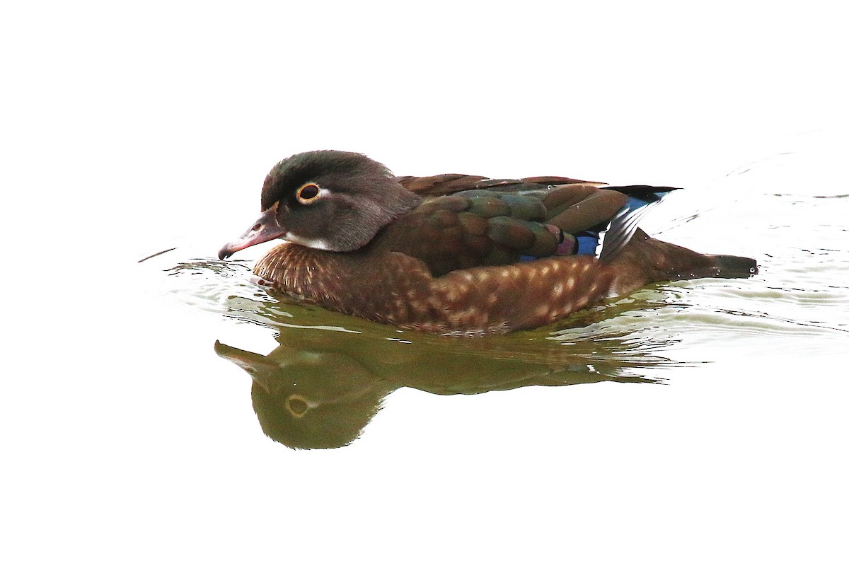 Wood Duck - ML645918523