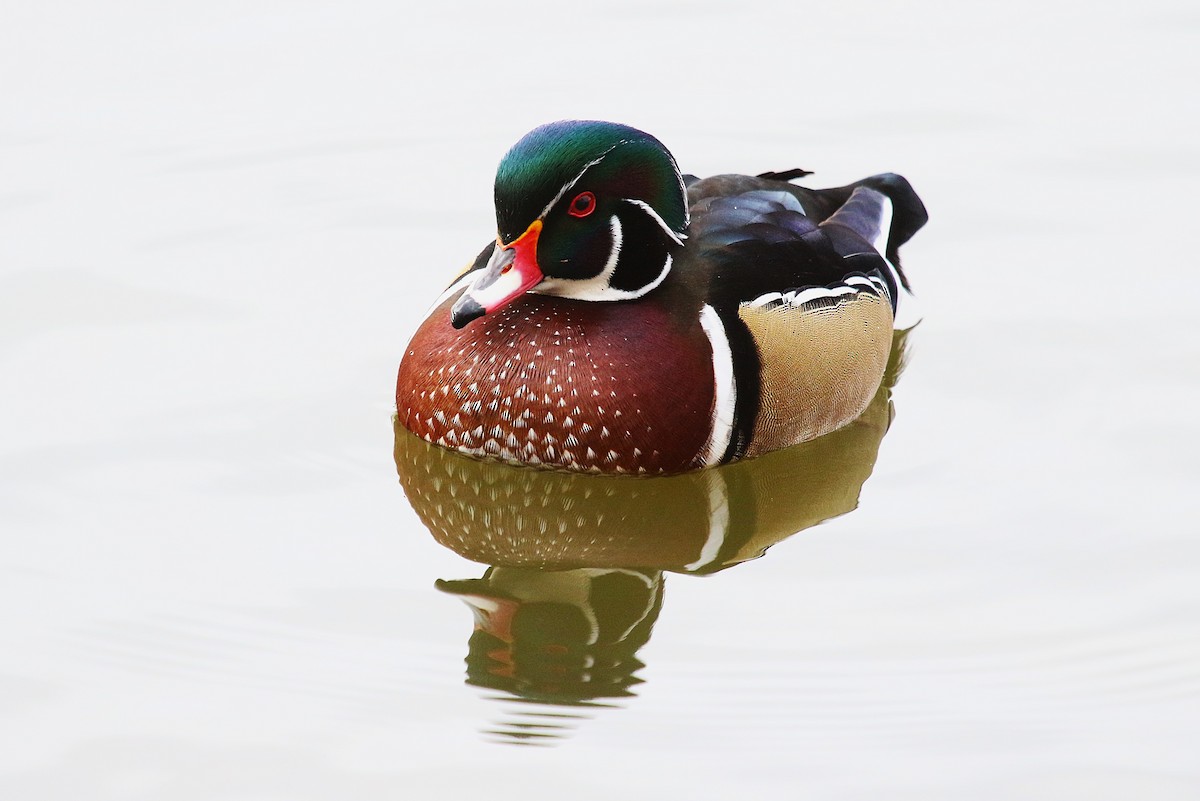 Wood Duck - ML645918524