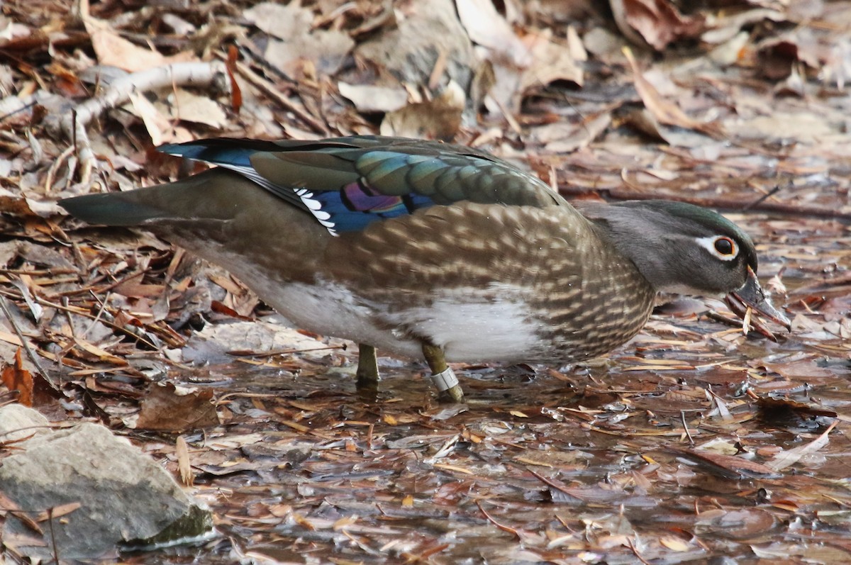 Wood Duck - ML645918525