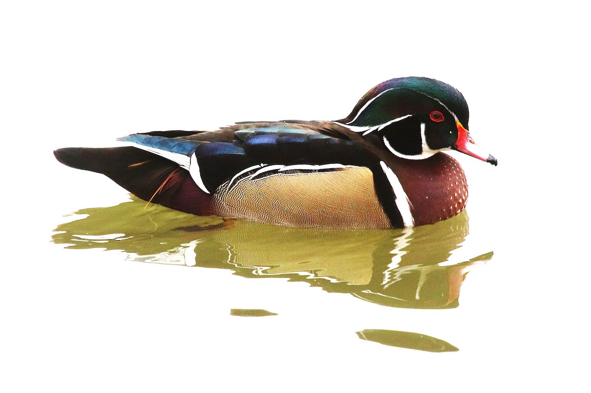 Wood Duck - ML645918526