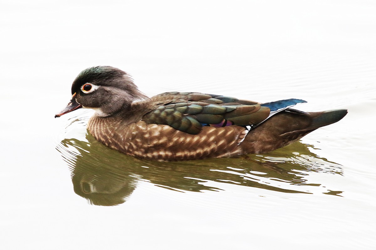 Wood Duck - ML645918527
