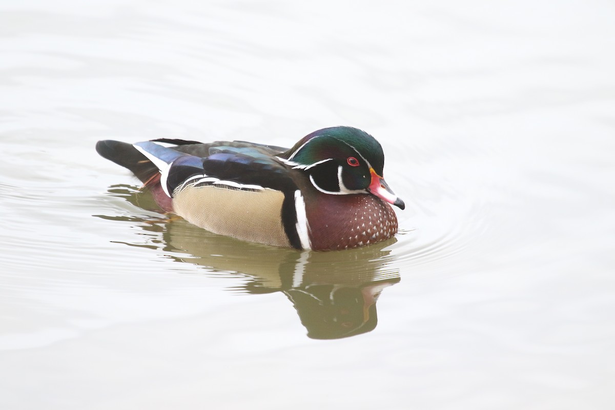 Wood Duck - ML645918528