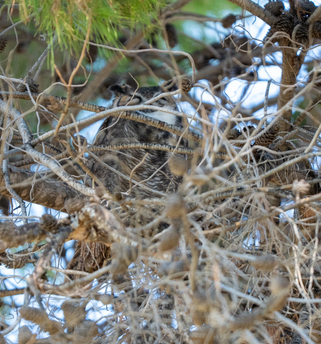 Great Horned Owl - ML645918556