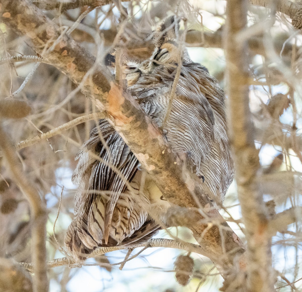 Great Horned Owl - ML645918557