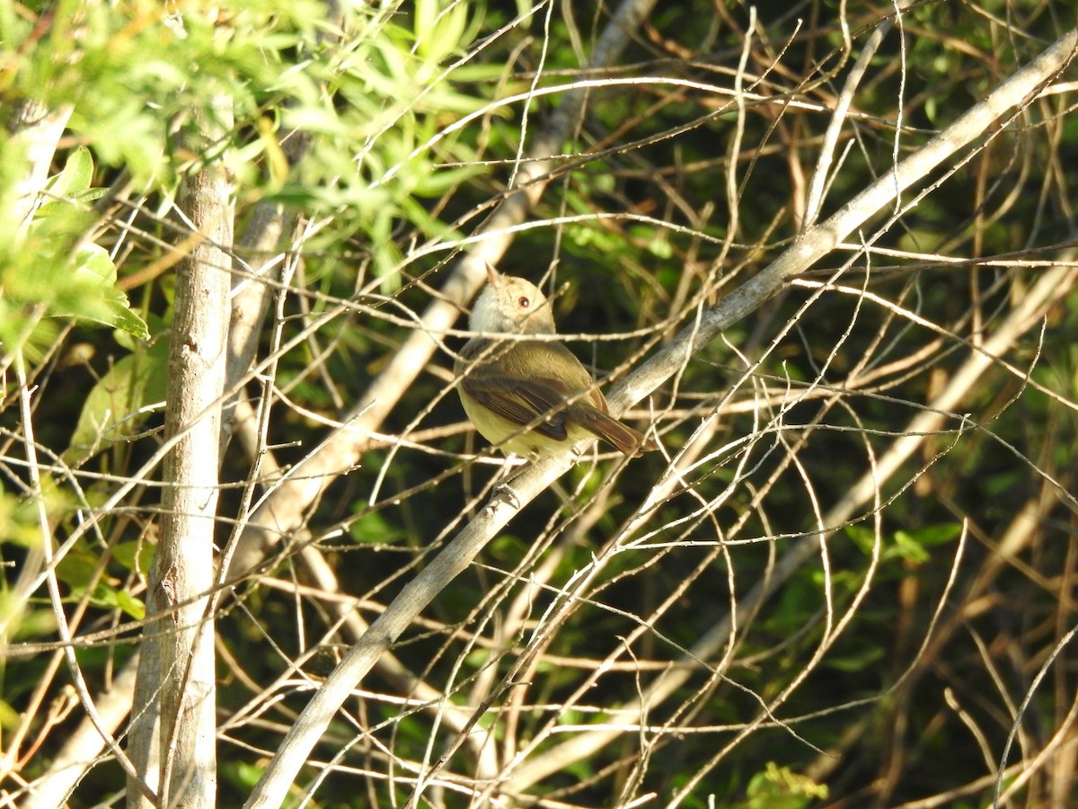 Fulvous-crowned Scrub-Tyrant - ML645918571