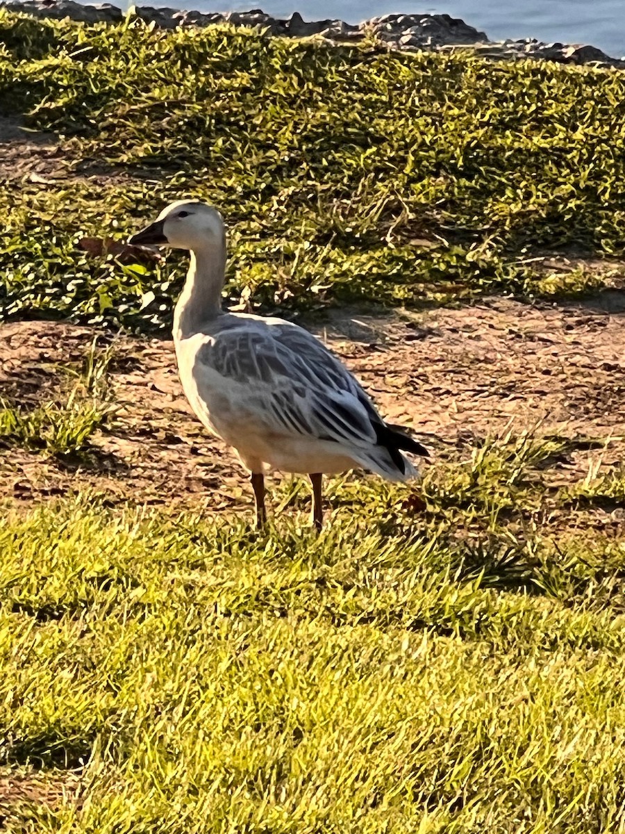 Snow Goose - ML645918575