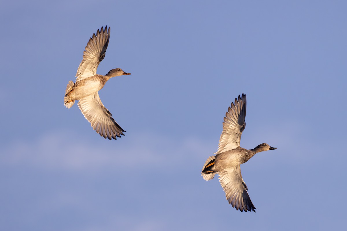 Ánade Friso - ML645918577