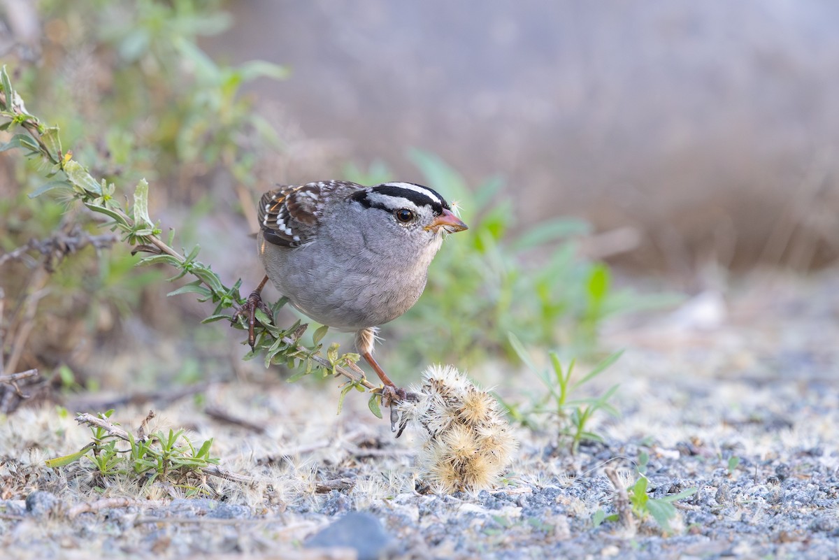 Chingolo Coroniblanco - ML645918579