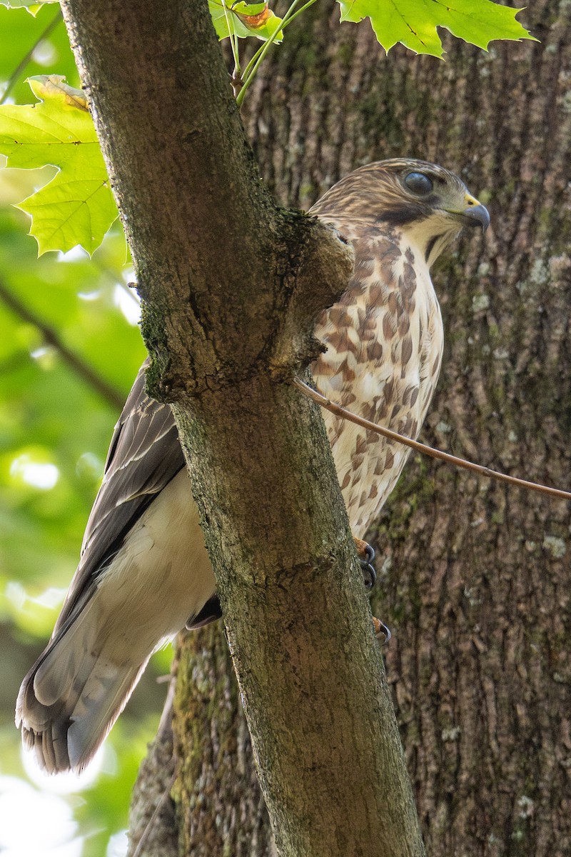 káně širokokřídlá - ML645918594