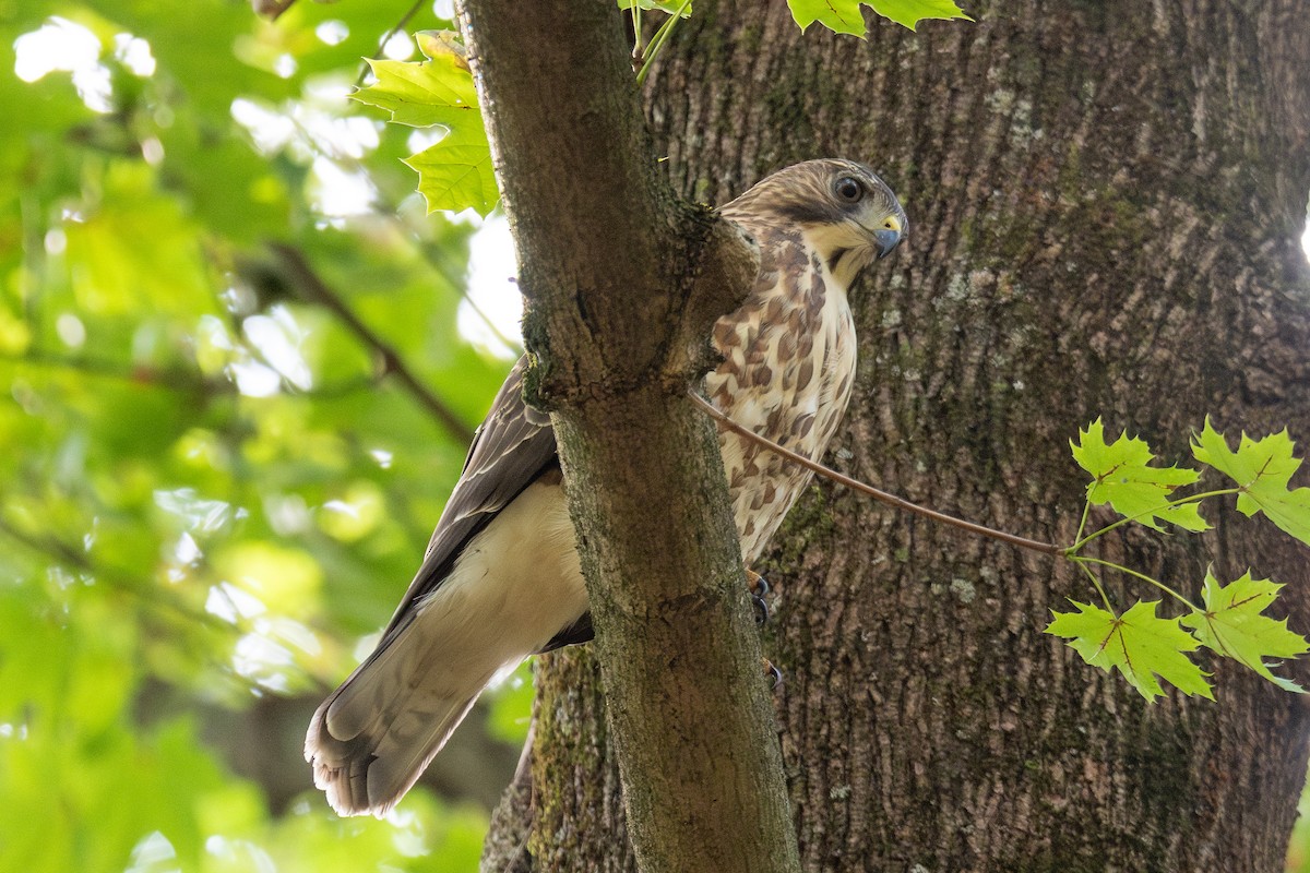 káně širokokřídlá - ML645918595