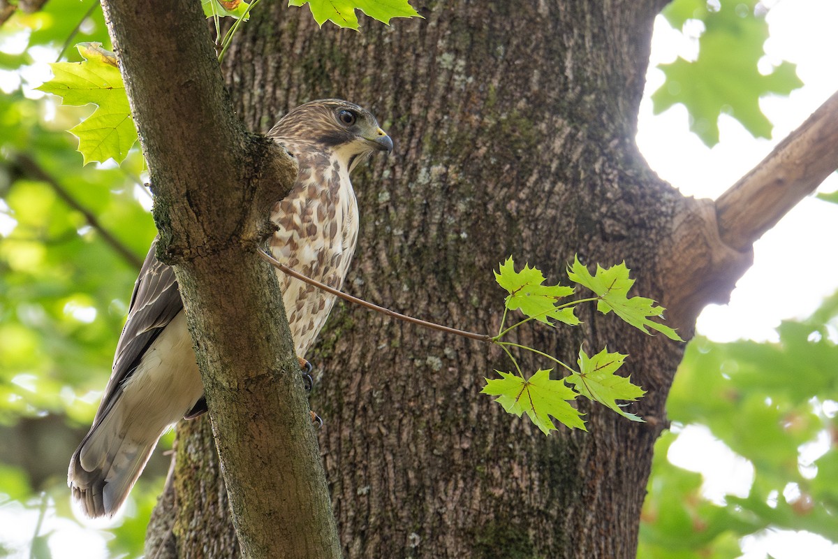 káně širokokřídlá - ML645918597