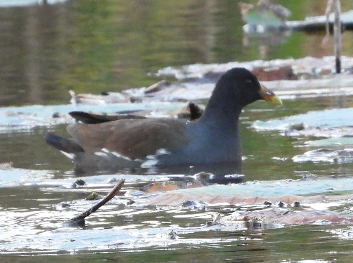 slípka americká - ML645918599