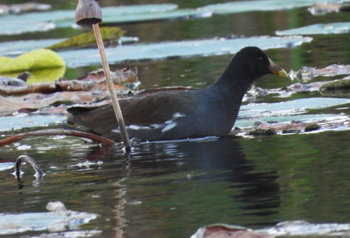 slípka americká - ML645918600