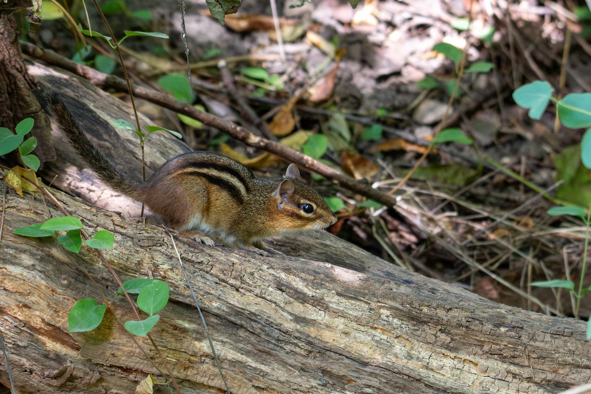 Eastern Chipmunk - ML645918601