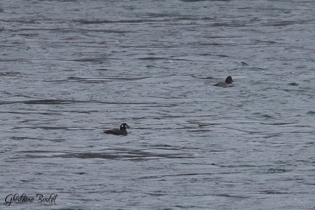 Harlequin Duck - ML645918613