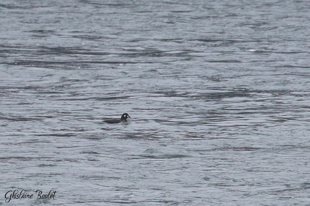 Harlequin Duck - ML645918614