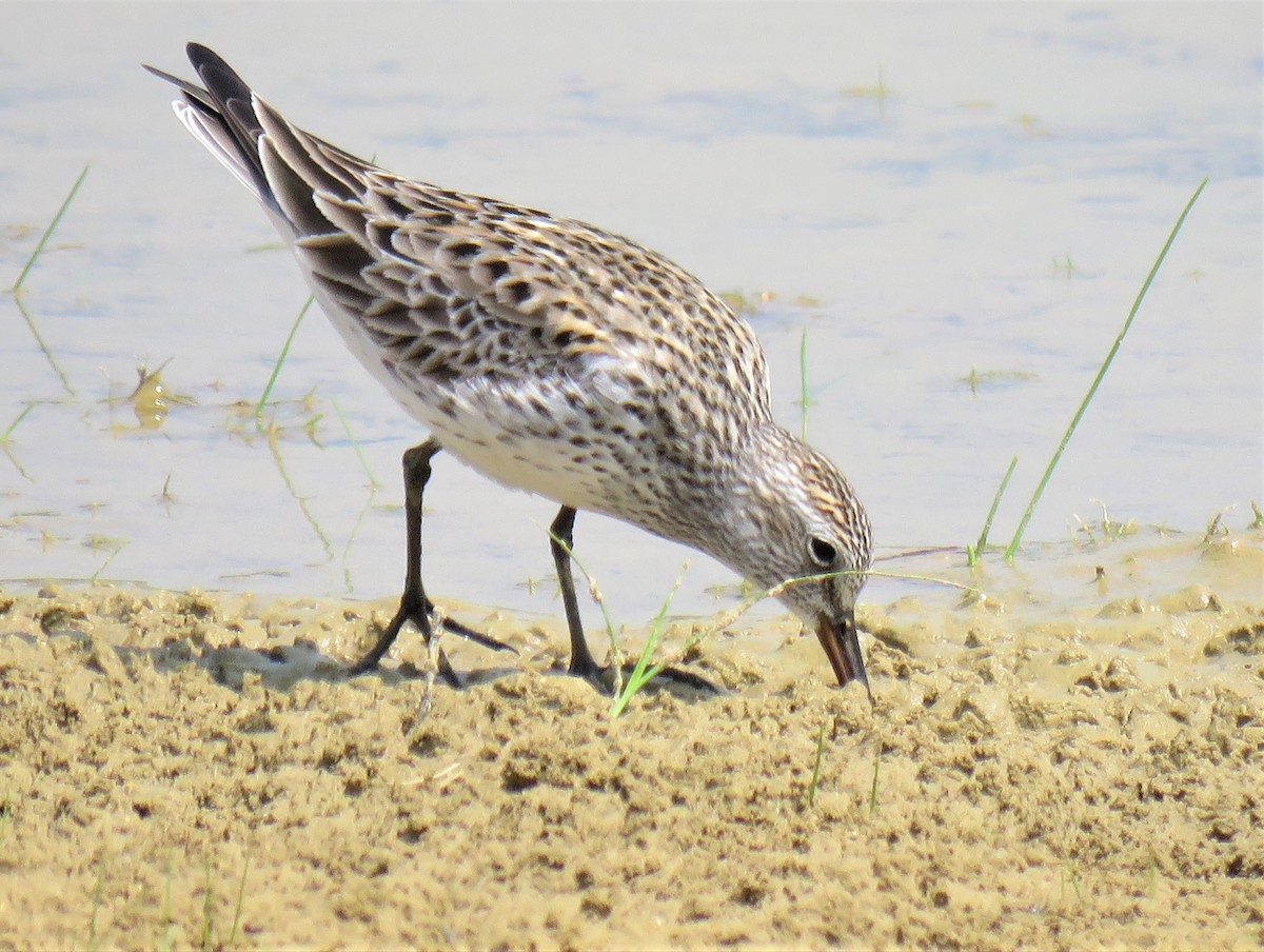 White-rumped Sandpiper - ML645918617