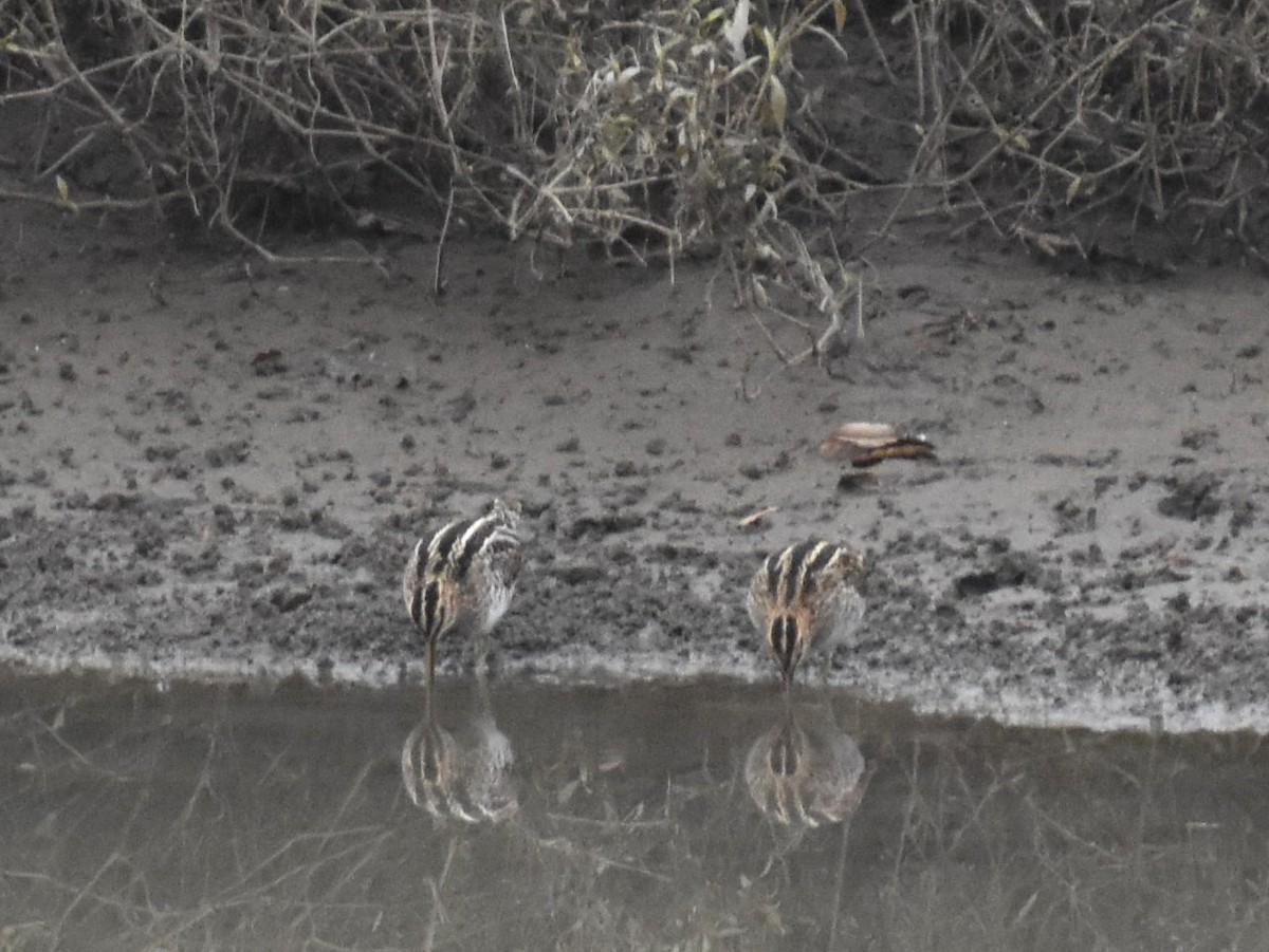 Wilson's Snipe - ML645918621