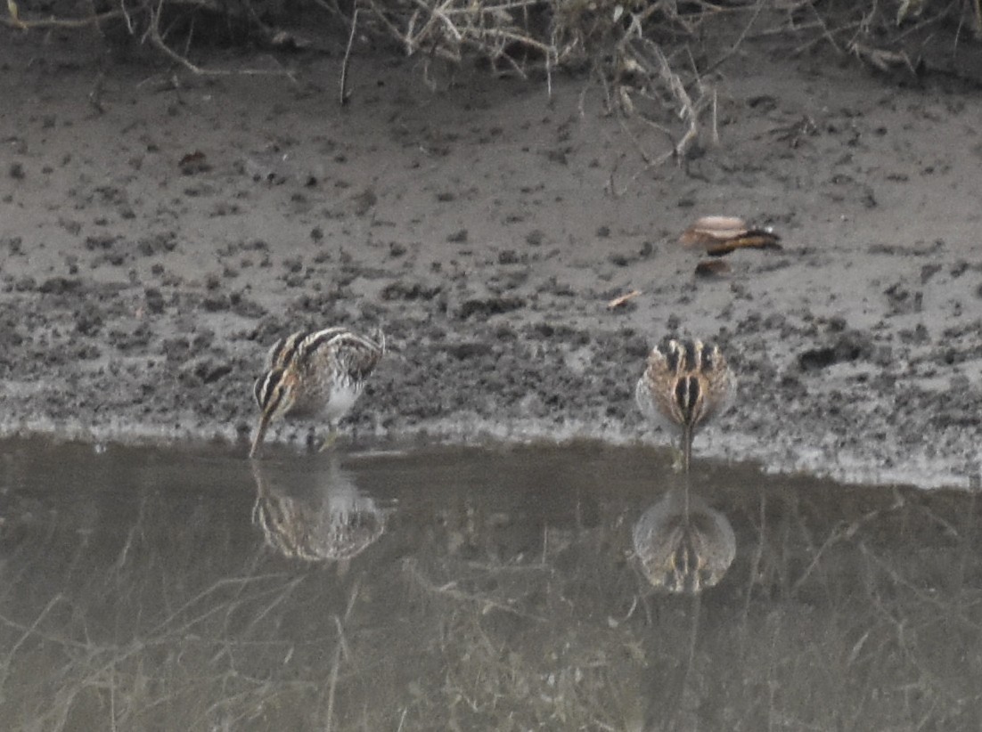 Wilson's Snipe - ML645918622