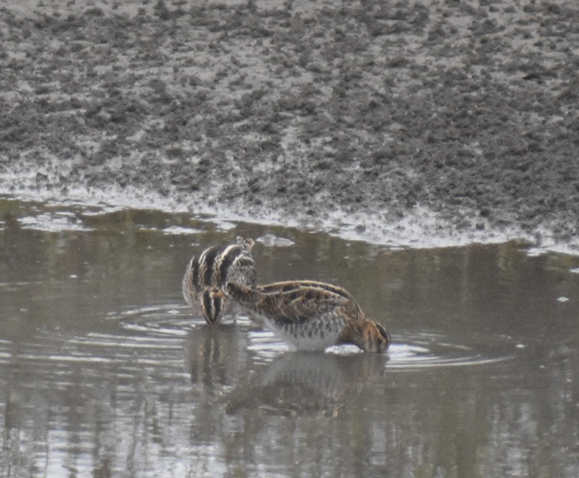 Wilson's Snipe - ML645918623