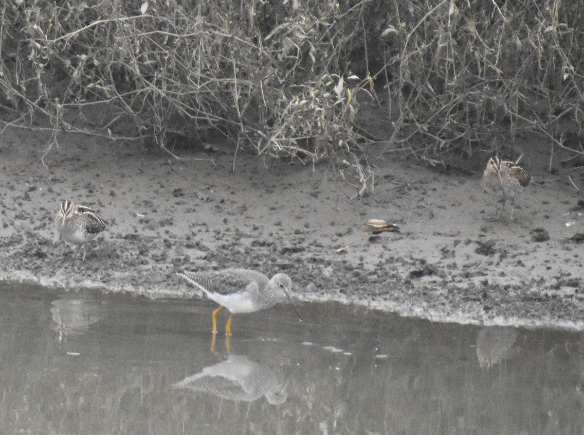 Wilson's Snipe - ML645918624