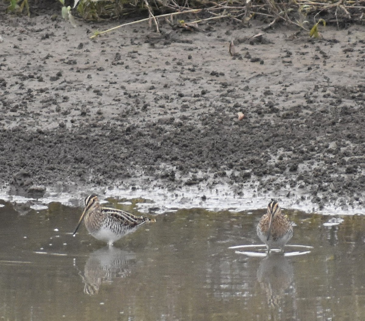 Wilson's Snipe - ML645918625