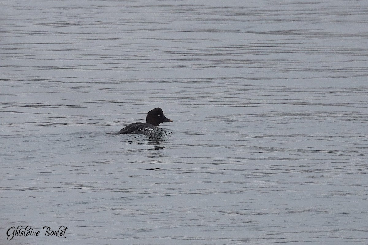 Common Goldeneye - ML645918628