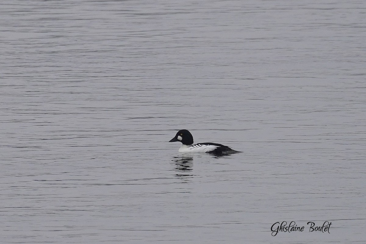Common Goldeneye - ML645918629