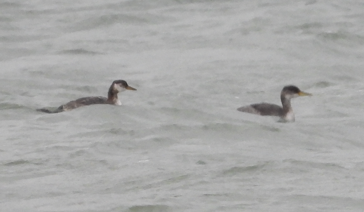 Somormujo Cuellirrojo - ML645918642