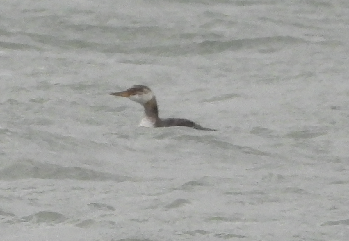 Somormujo Cuellirrojo - ML645918643