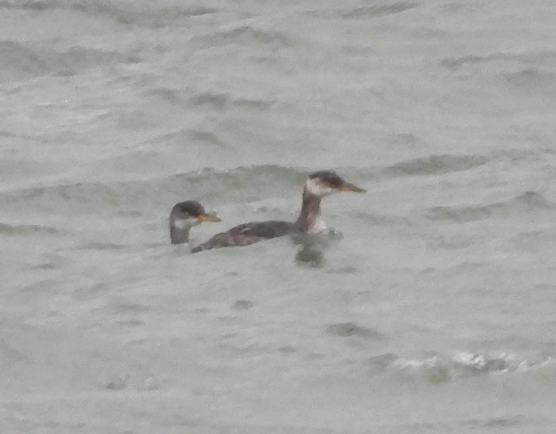 Somormujo Cuellirrojo - ML645918644