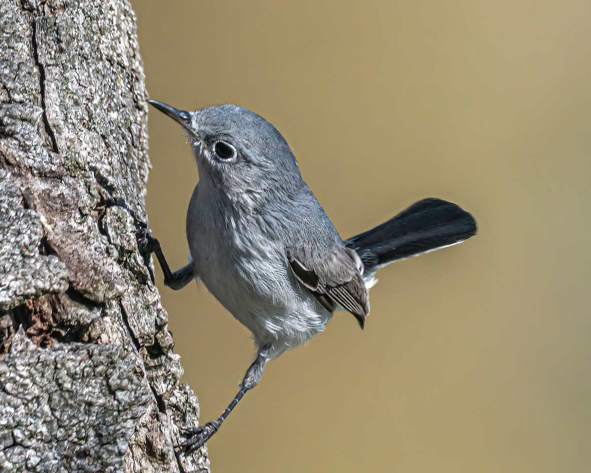 Blue-gray Gnatcatcher - ML645918647