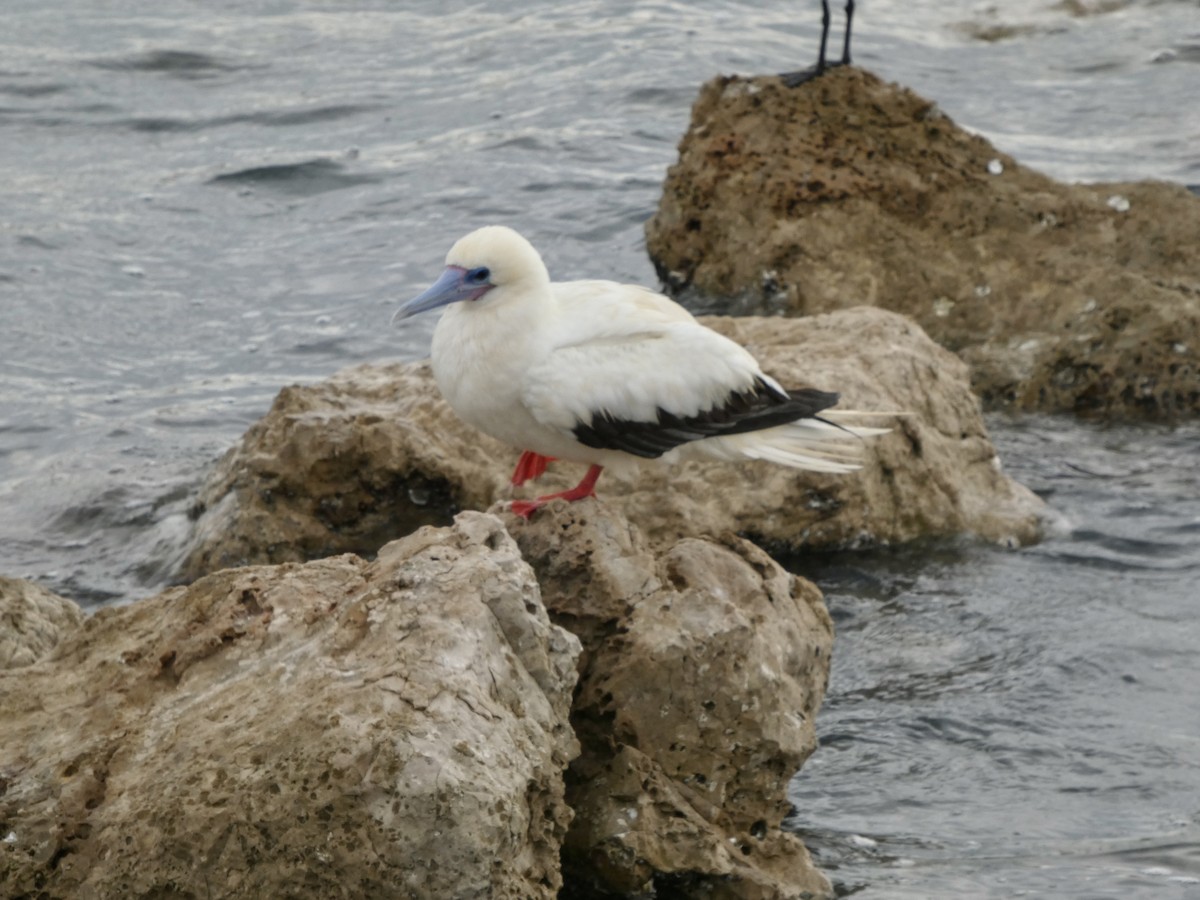 Сула червононога - ML645918651