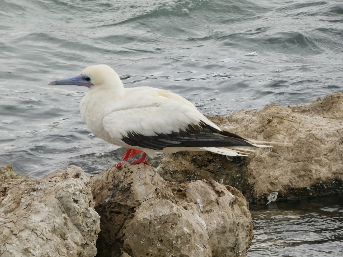 Сула червононога - ML645918652