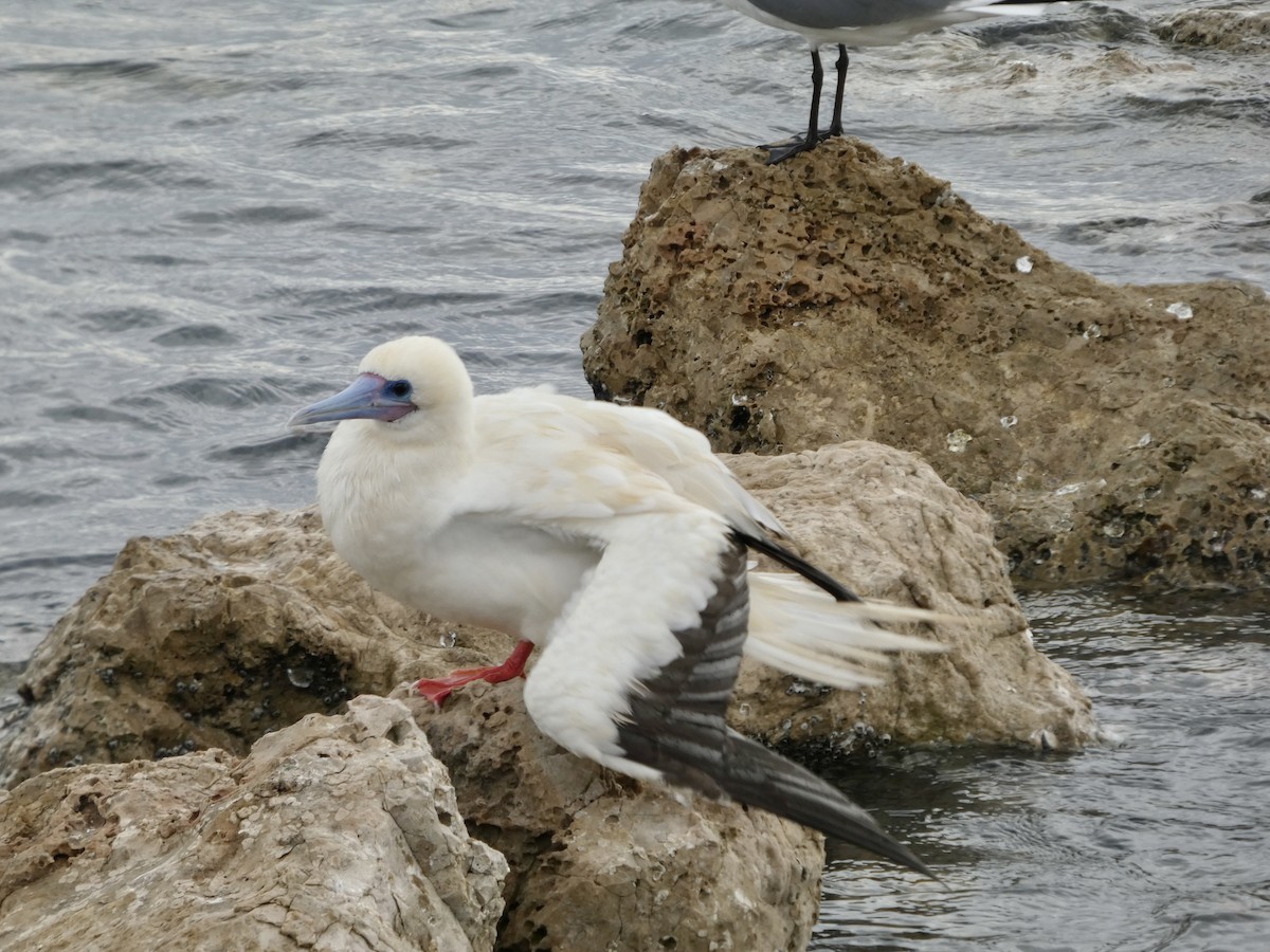 Сула червононога - ML645918653