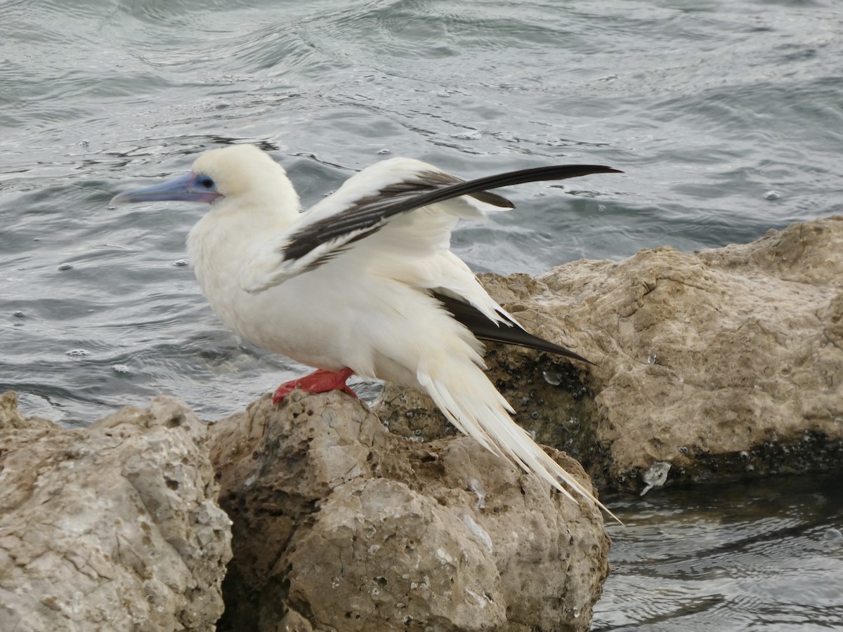 Сула червононога - ML645918654