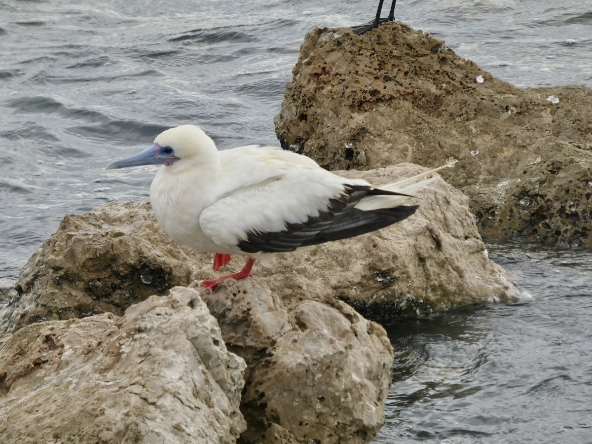 Сула червононога - ML645918655