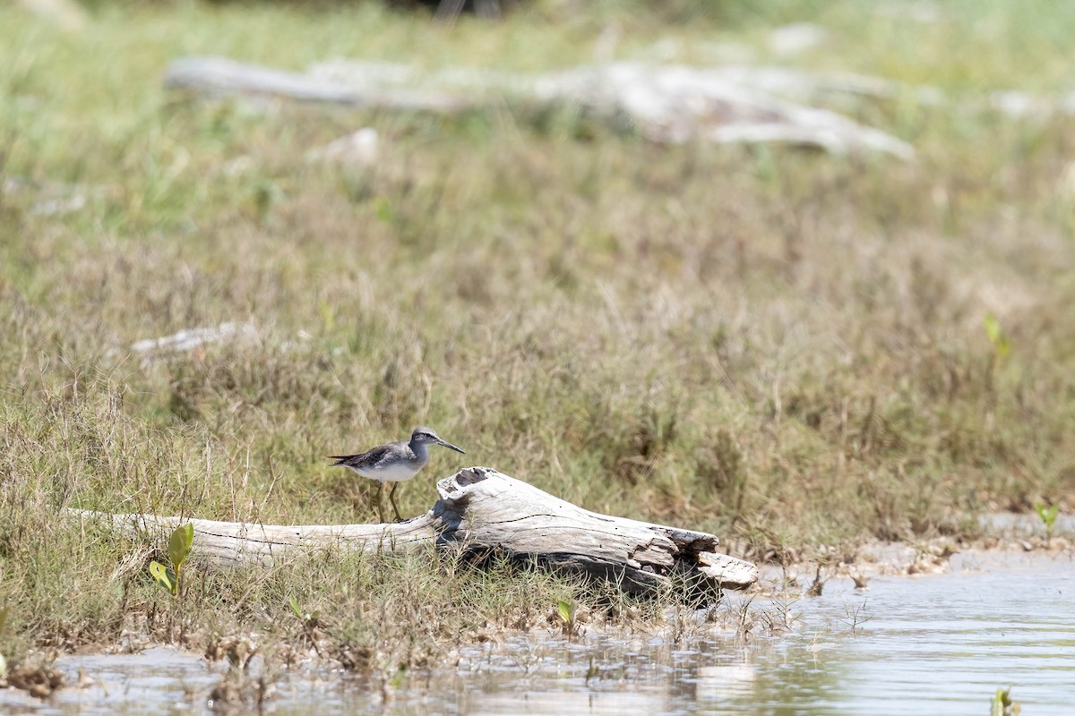 Gray-tailed Tattler - ML645918689
