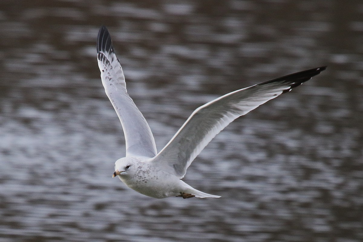 Ring-billed Gull - ML645918695