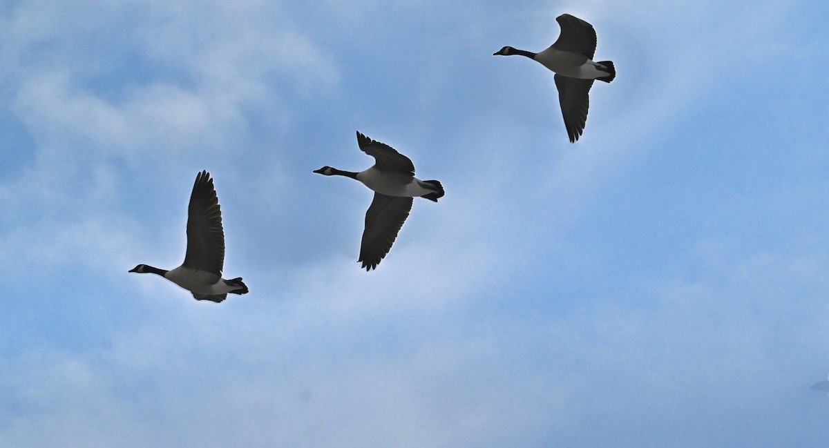 Canada Goose - ML645918698