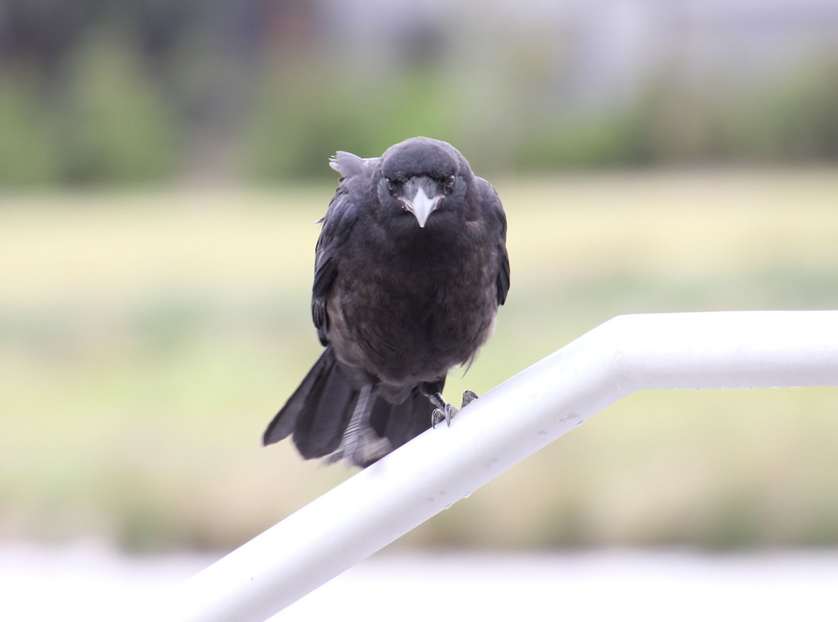 ミナミコワタリガラス - ML645918706