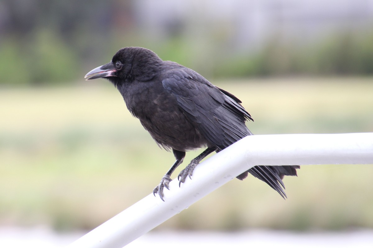 ミナミコワタリガラス - ML645918707