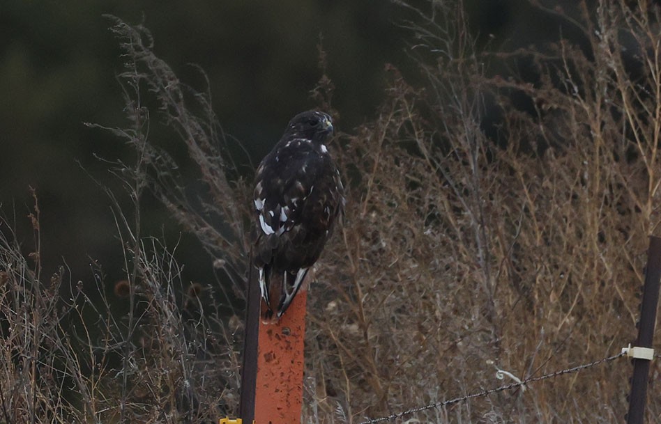 Red-tailed Hawk (calurus/alascensis) - ML645918714