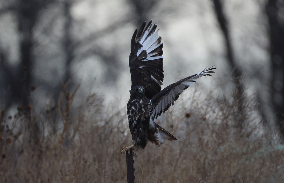 Red-tailed Hawk (calurus/alascensis) - ML645918715